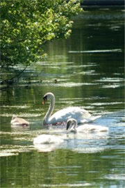 Cygnus olor - Mute Swan and Cygnets