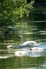 Cygnus olor - Mute Swan and Cygnets