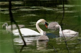 Cygnus olor - Mute Swan and Cygnets