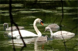 Cygnus olor - Mute Swan and Cygnets