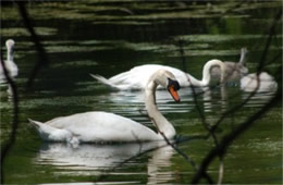 Cygnus olor - Mute Swan and Cygnets