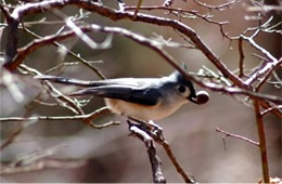 Baeolophus bicolor - Tufted Titmouse