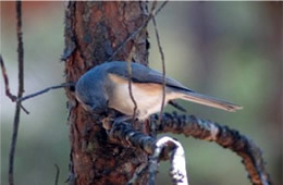 Baeolophus bicolor - Tufted Titmouse