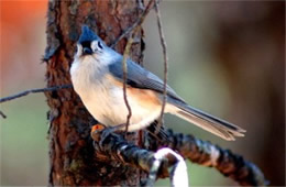 Baeolophus bicolor - Tufted Titmouse