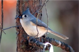 Baeolophus bicolor - Tufted Titmouse