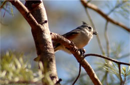 Baeolophus bicolor - Tufted Titmouse