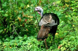 Meleagris gallopavo - Wild Turkey