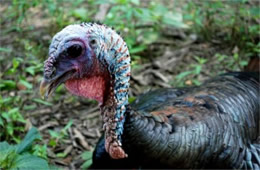 Meleagris gallopavo 