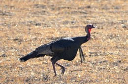 Meleagris gallopavo 