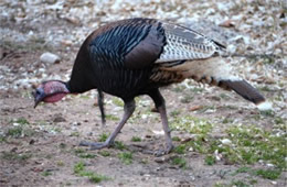 Meleagris gallopavo 