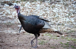 Meleagris gallopavo 