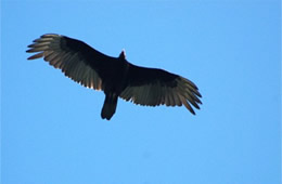 turkey vulture in flight