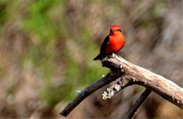 Pyrocephalus rubinus - Vermilion Flycatcher