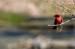 Pyrocephalus rubinus - Vermilion Flycatcher