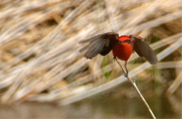 Pyrocephalus rubinus - Vermilion Flycatcher