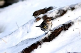 Dendroica coronata - Yellow Rumped Warbler