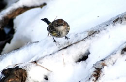 Dendroica coronata - Yellow Rumped Warbler