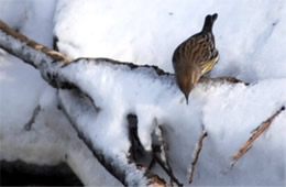 Dendroica coronata - Yellow Rumped Warbler