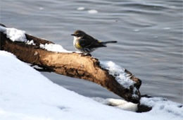 Dendroica coronata - Yellow Rumped Warbler