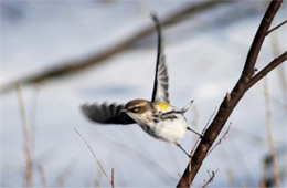 Dendroica coronata - Yellow Rumped Warbler