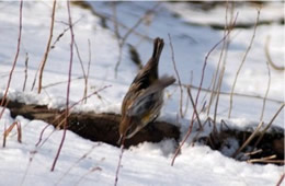 Dendroica coronata - Yellow Rumped Warbler