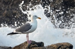 Larus occidentalis - Western Gull