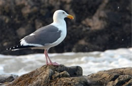 Larus occidentalis - Western Gull