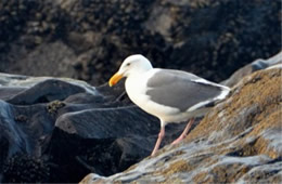 Larus occidentalis - Western Gull