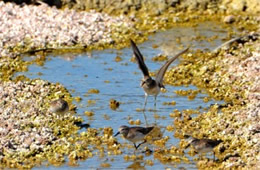 Calidris mauri - Western Sandpiper