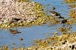 Calidris mauri 