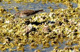 Calidris mauri 