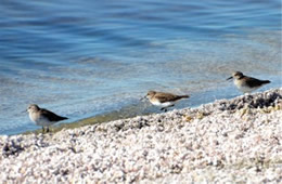 Calidris mauri 