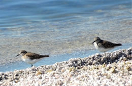 Calidris mauri 