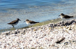 Calidris mauri 