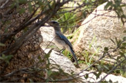 Aphelocoma californica - Western Scrub Jay