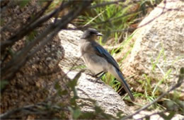 Aphelocoma californica - Western Scrub Jay