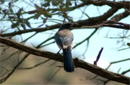 Aphelocoma californica - Western Scrub Jay