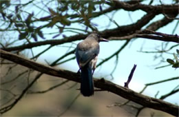 Aphelocoma californica - Western Scrub Jay