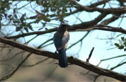 Aphelocoma californica - Western Scrub Jay