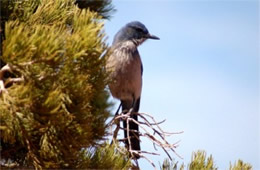 Aphelocoma californica - Western Scrub Jay