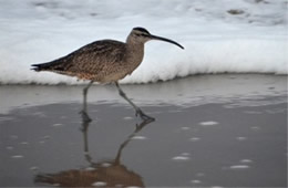 Numenius phaeopus - Whimbrel