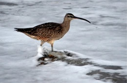 Numenius phaeopus - Whimbrel