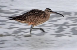 Numenius phaeopus - Whimbrel