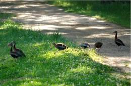 whistling ducks crossing footpath