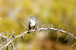 Zonotrichia leucophris - White-crowned Sparrow