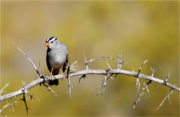 Zonotrichia leucophris - White-crowned Sparrow