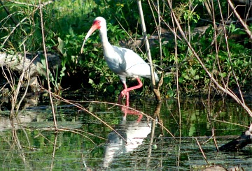 white ibis