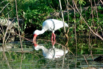 Eudocimus albus - White Ibis