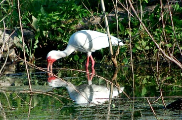 white ibis