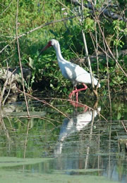 Eudocimus albus - White Ibis